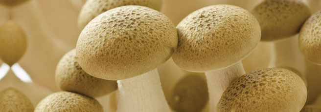 Mushrooms